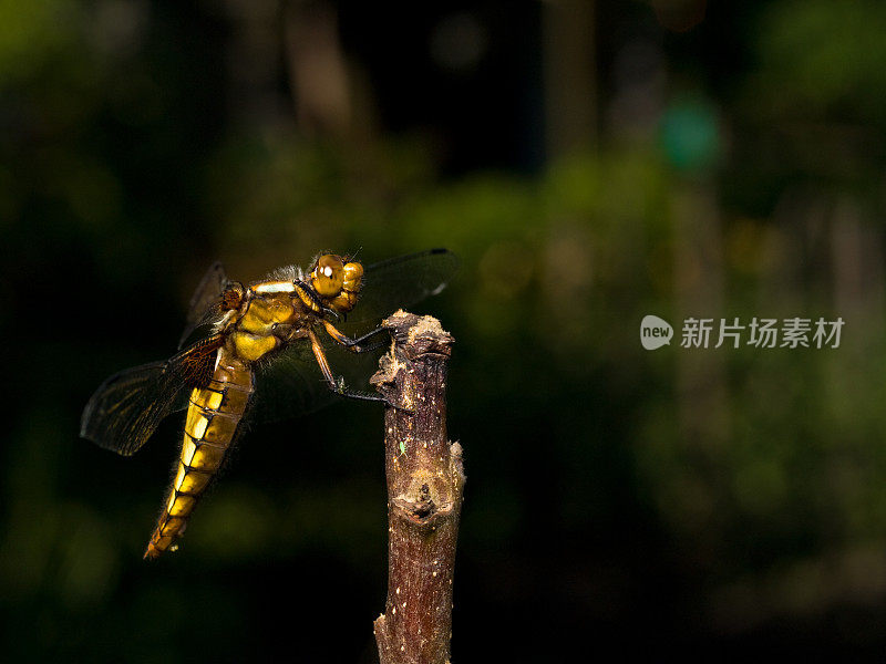 宽体追逐者(Libellula depressa)